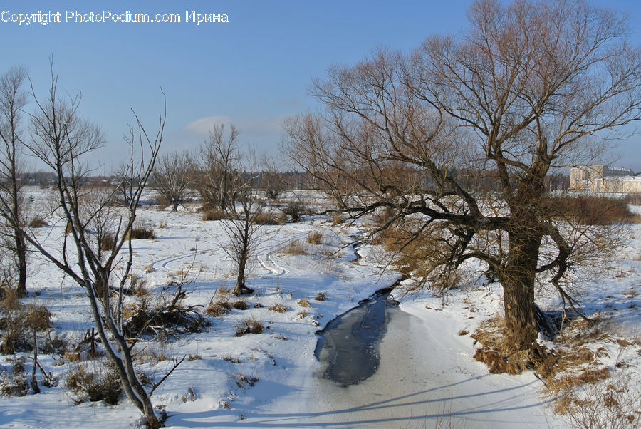 Plant, Tree, Oak, Wood, Outdoors, Plateau, Landscape