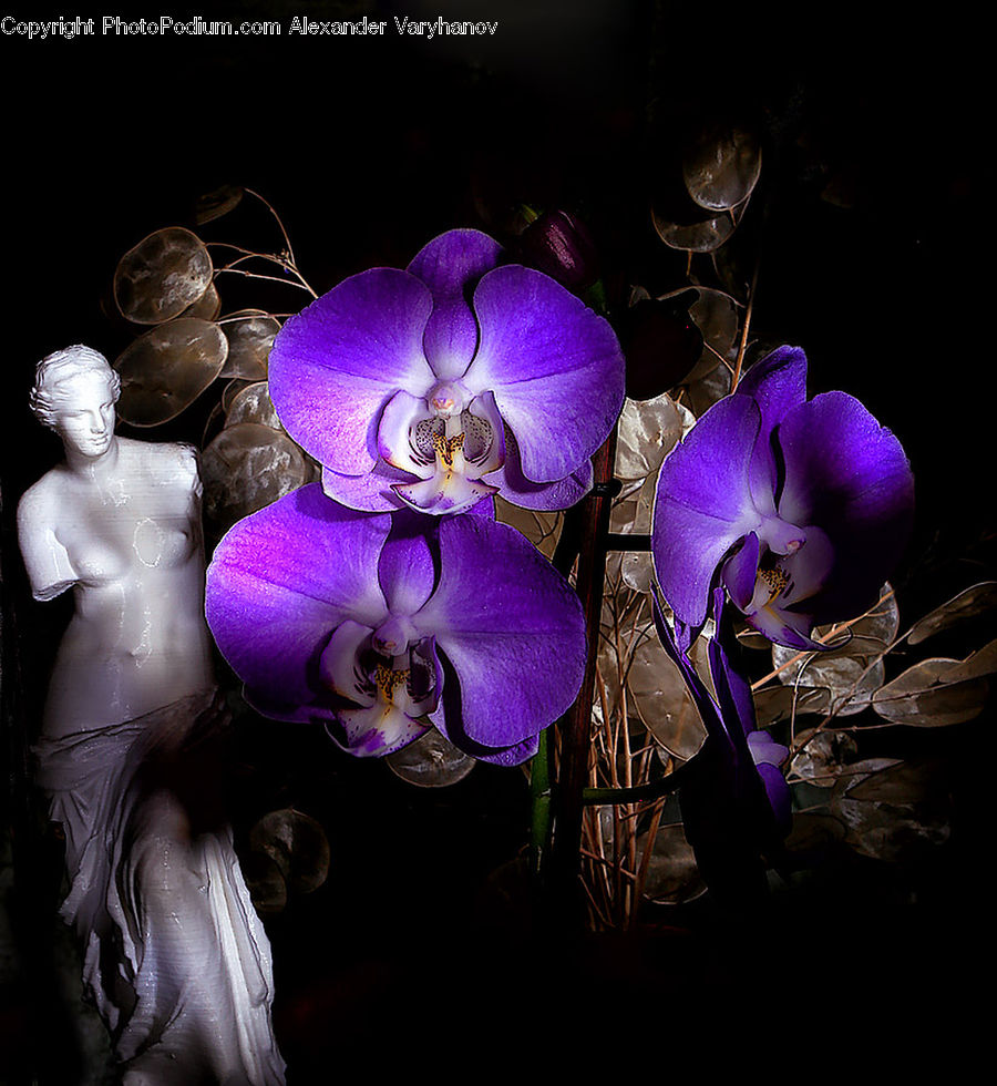 People, Person, Human, Blossom, Crocus, Flora, Flower