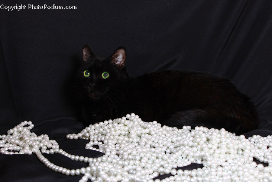 Animal, Black Cat, Cat, Mammal, Pet, Manx, Bling
