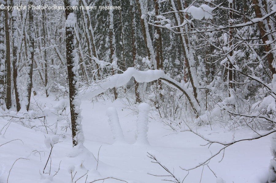 Forest, Vegetation, Ice, Outdoors, Snow, Plant, Tree