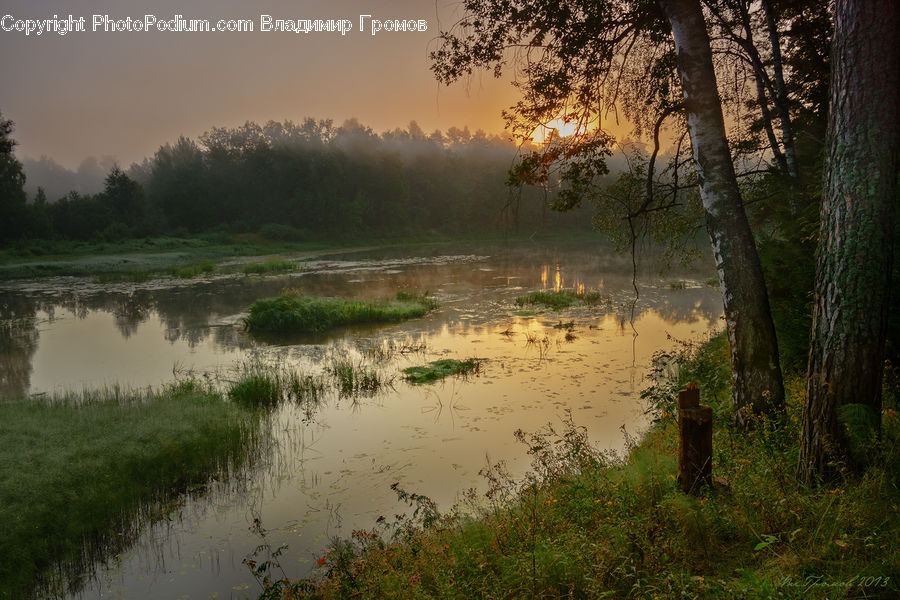 Flood, Land, Marsh, Pond, Swamp, Water, Outdoors