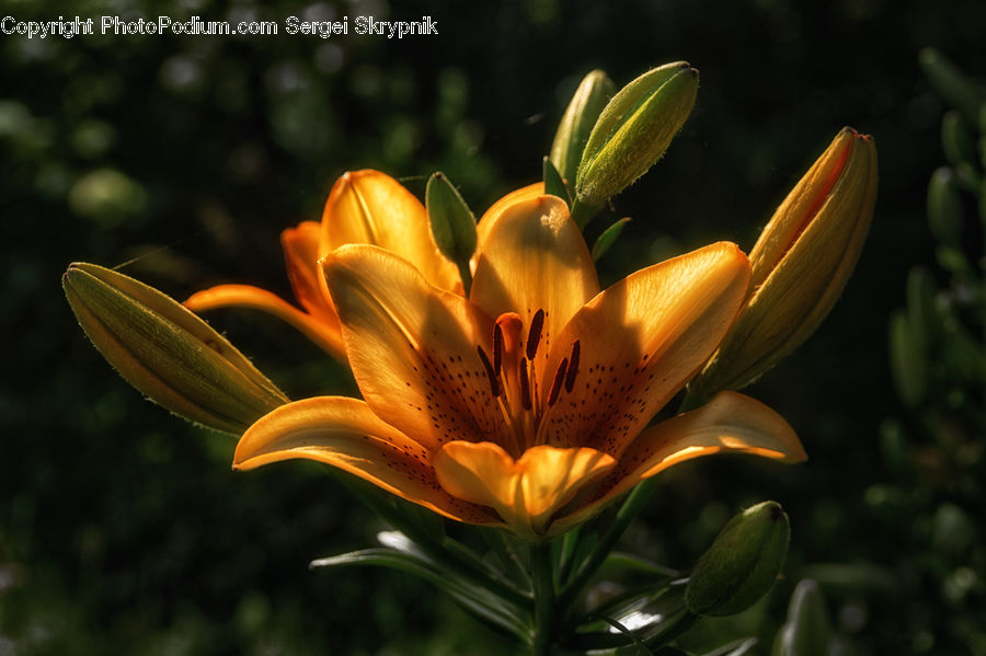 Blossom, Crocus, Flora, Flower, Plant, Bud, Tulip