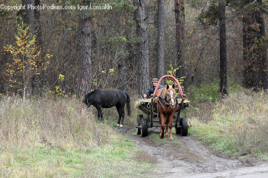 Animal, Buffalo, Bull, Mammal, Soil, Forest, Vegetation