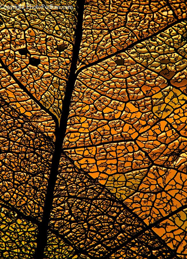 Pavement, Art, Stained Glass, Cobblestone, Walkway, Plant, Tree