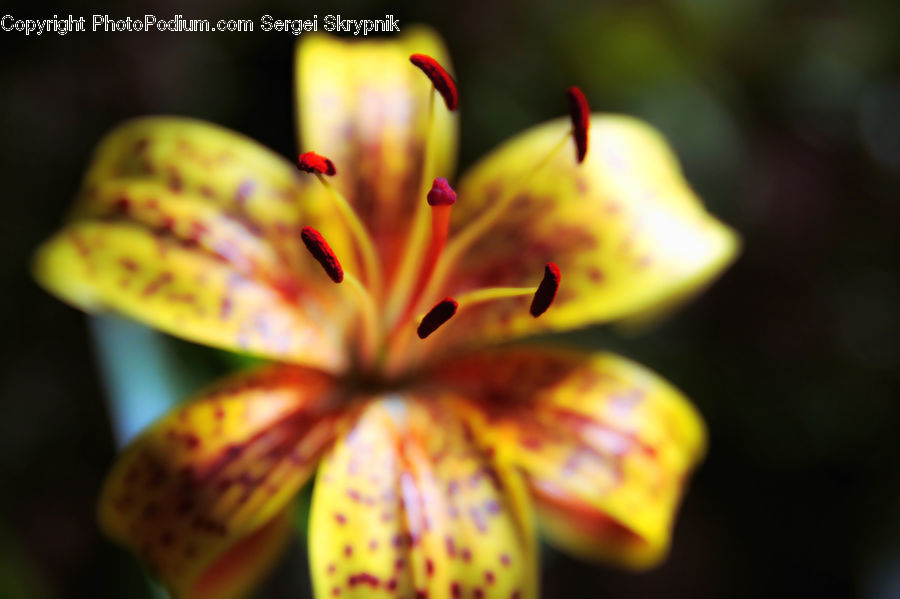 Flora, Pollen, Flower, Lily, Plant, Blossom, Geranium
