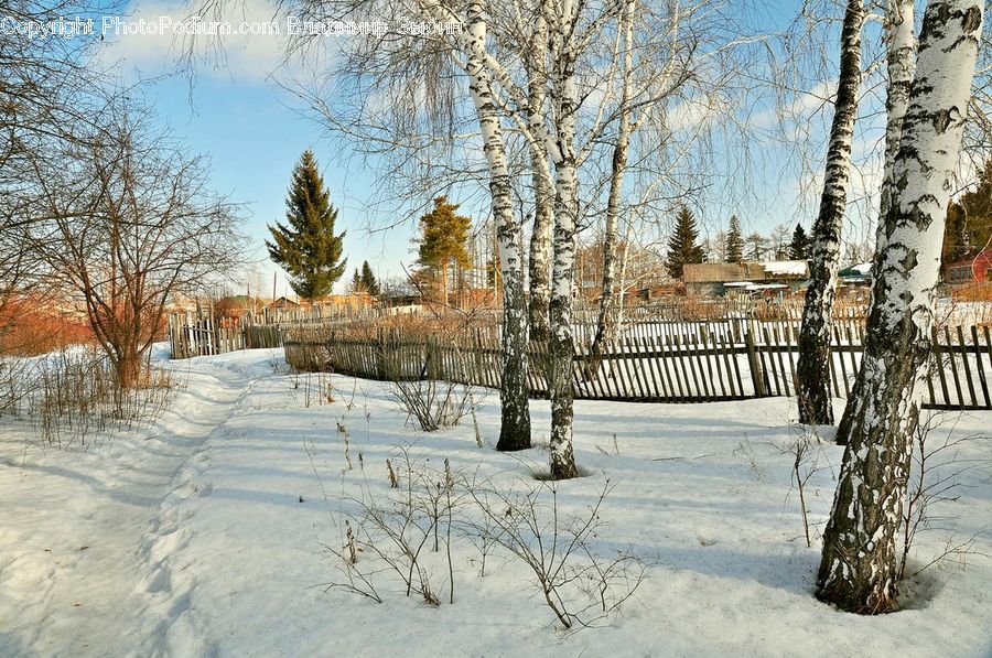 Birch, Tree, Wood, Brick, Fence, Plant, Landscape