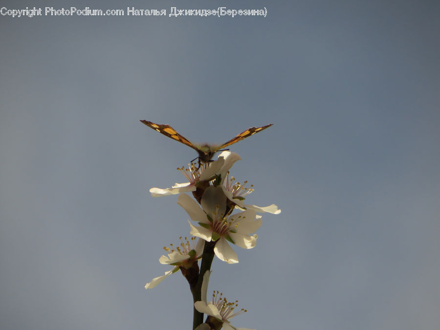Aircraft, Airplane, Blossom, Flora, Flower, Plant, Flower Arrangement