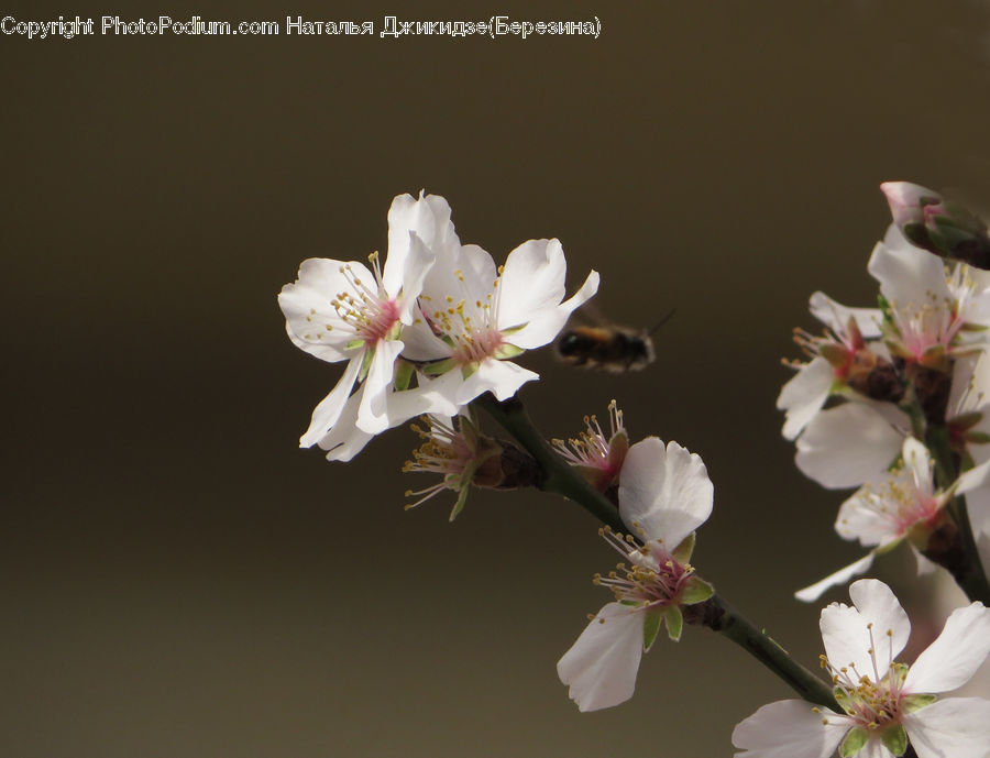 Blossom, Flora, Flower, Plant, Potted Plant, Cherry Blossom, Pollen