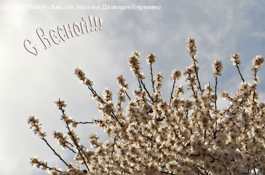 Grain, Wheat, Field, Grass, Grassland, Plant, Blossom