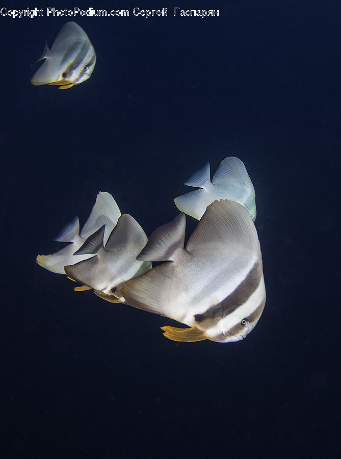 Auditorium, Fish, Manta Ray, Sea Life, Stingray Fish, Surgeonfish, Blossom