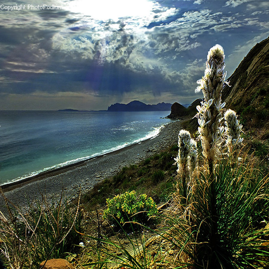 Agavaceae, Plant, Coast, Outdoors, Sea, Water, Apiaceae