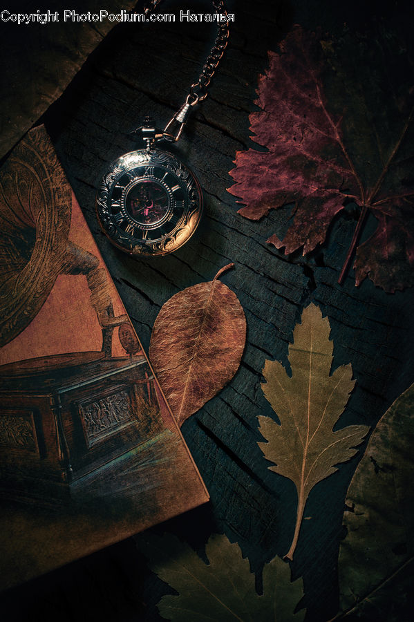 Wristwatch, Compass, Maple, Maple Leaf, Plant, Ivy, Vine