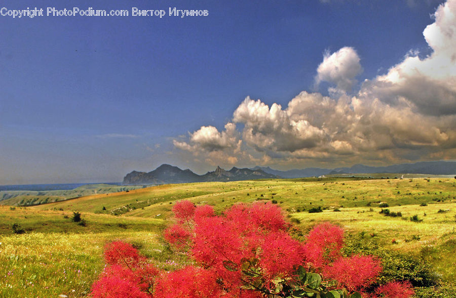 Bush, Plant, Vegetation, Field, Grass, Grassland, Land