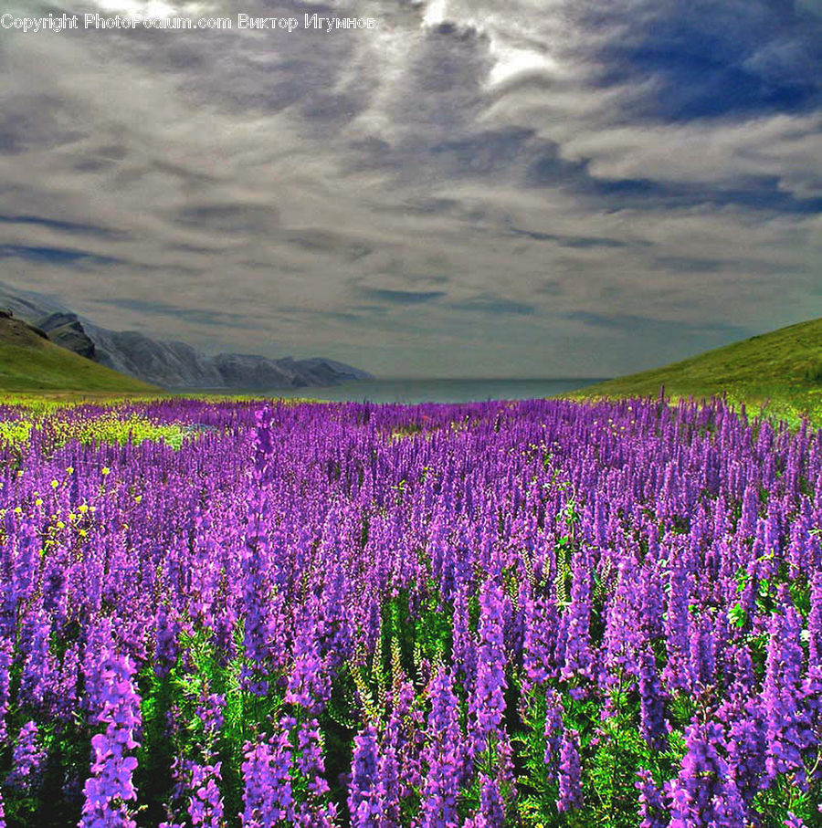 Flower, Lupin, Plant, Blossom, Crocus, Flora, Field