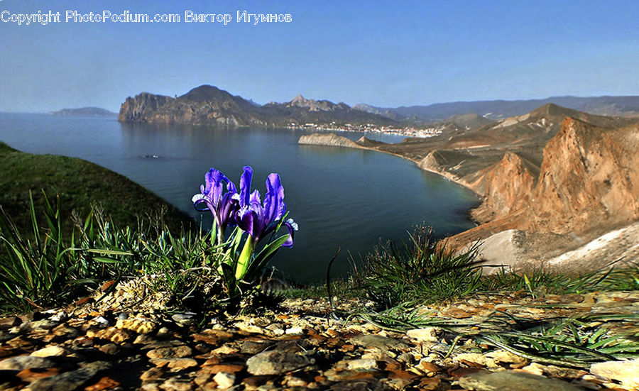 Blossom, Crocus, Flora, Flower, Plant, Basin, Outdoors