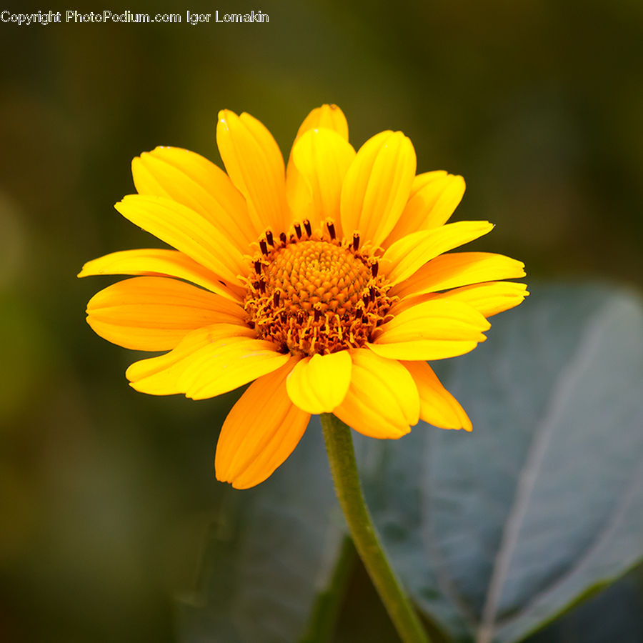 Blossom, Flora, Flower, Plant, Sunflower, Asteraceae, Daisies