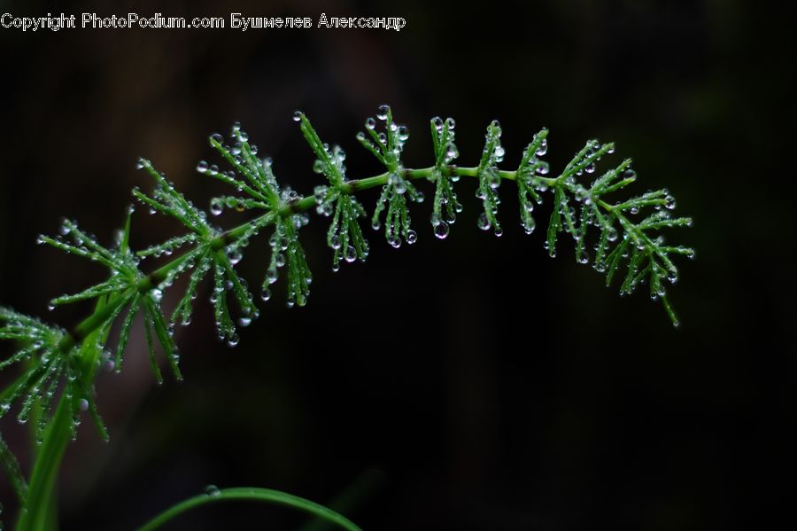 Conifer, Fir, Plant, Tree, Dill, Fern, Apiaceae