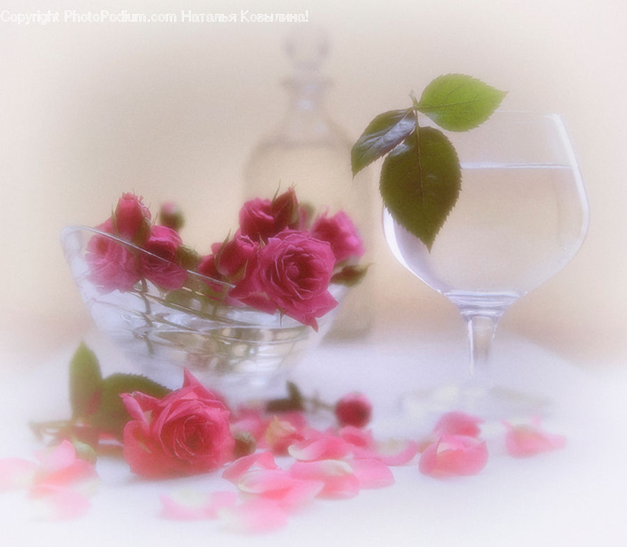 Blossom, Flower, Plant, Rose, Glass, Goblet, Leaf