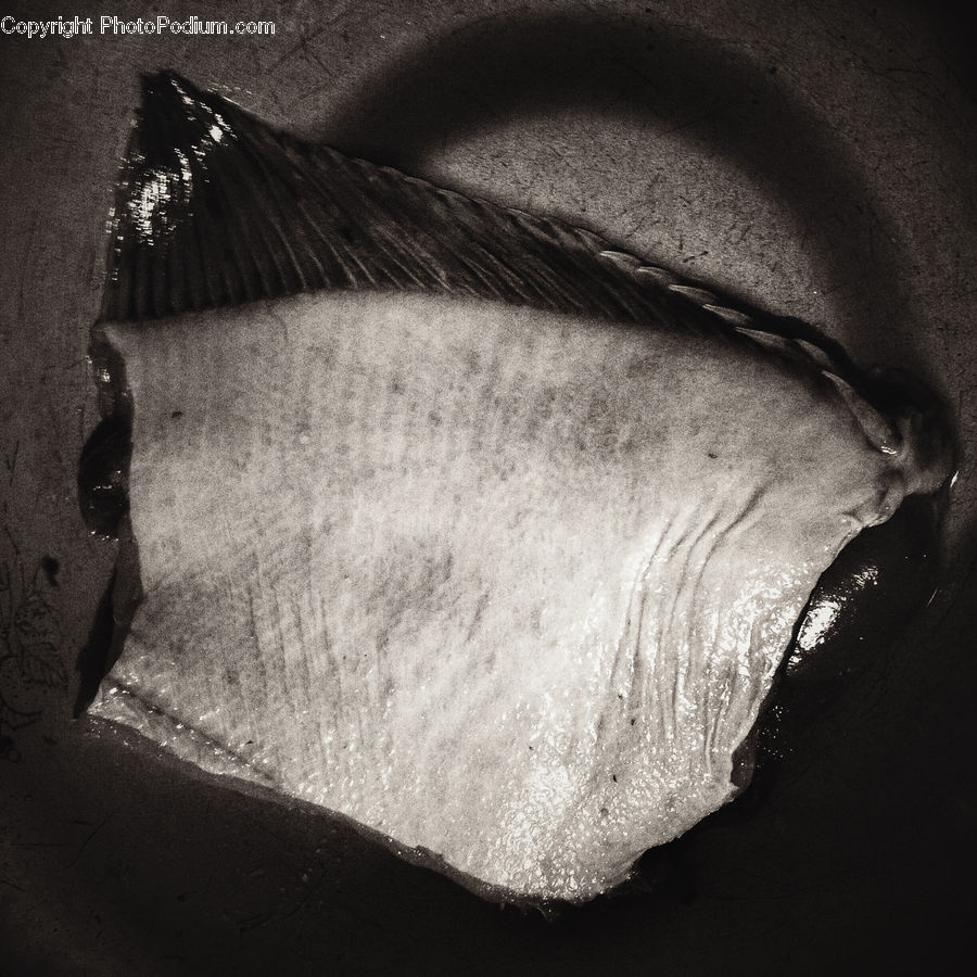 Head, Portrait