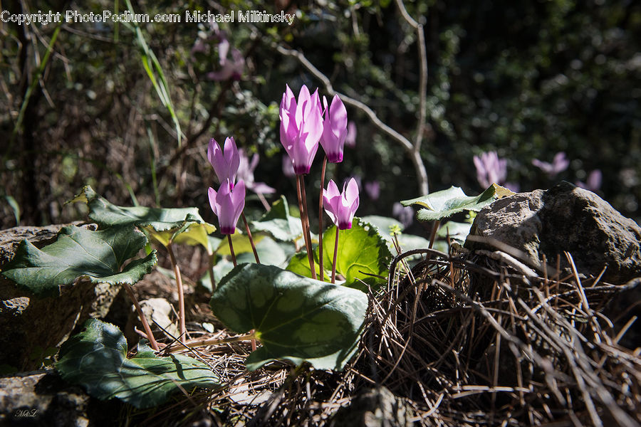 Plant, Potted Plant, Blossom, Crocus, Flora, Flower, Kohlrabi