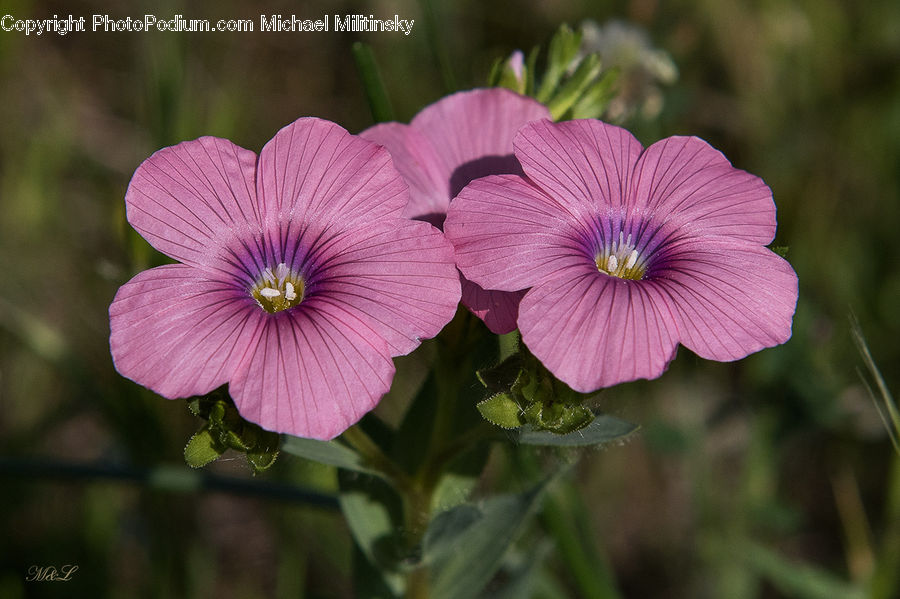 Blossom, Flora, Flower, Geranium, Plant, Fiber, Flax
