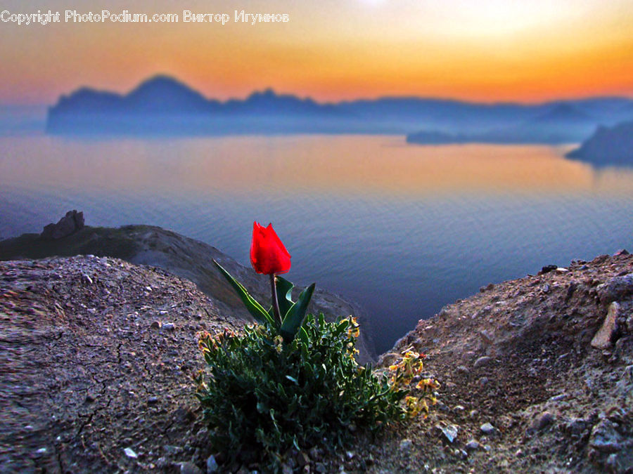 Dawn, Dusk, Sky, Sunrise, Sunset, Cactus, Plant