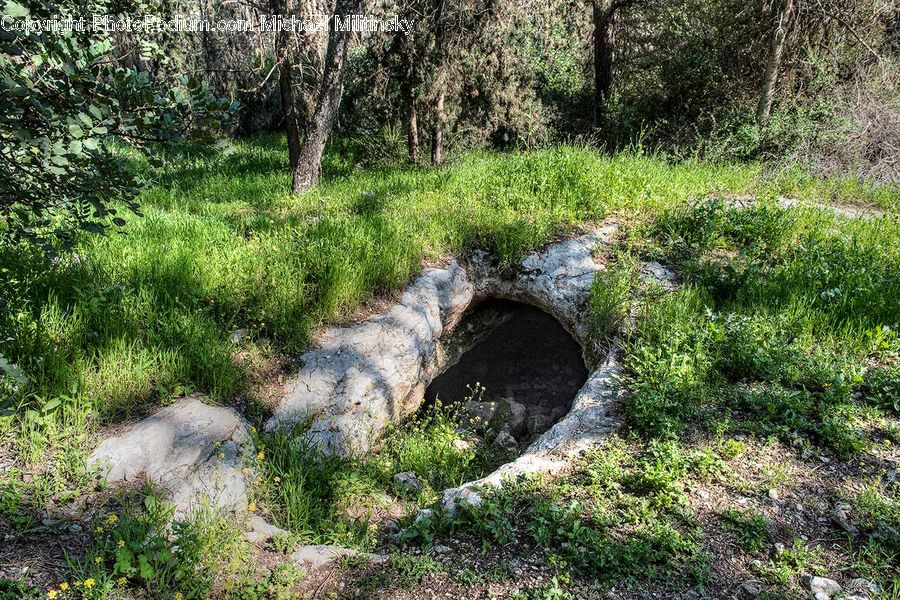Forest, Grove, Land, Hole, Outdoors, Vegetation, Bush