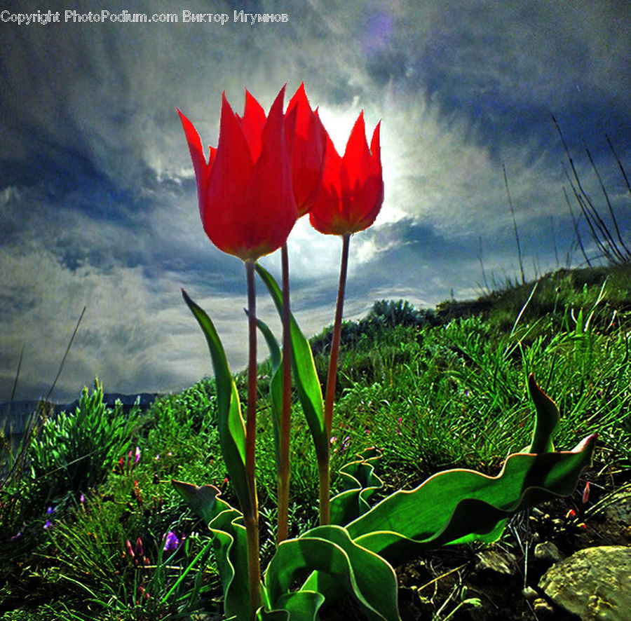 Moss, Plant, Blossom, Flora, Flower, Tulip, Field