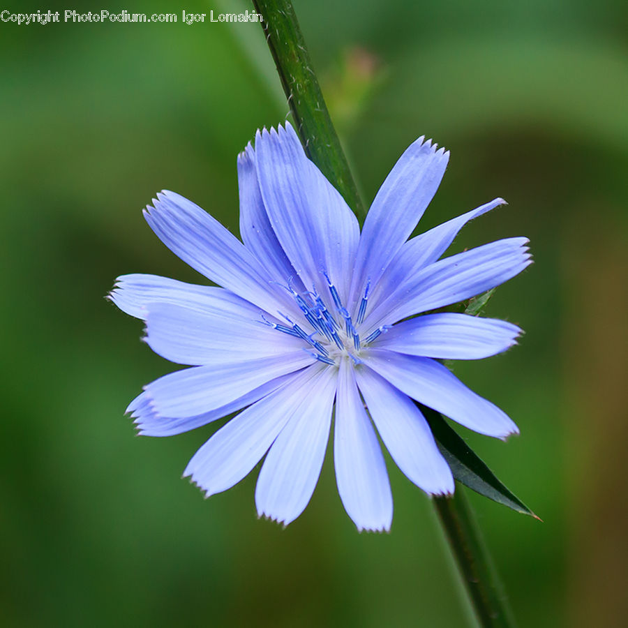 Blossom, Flora, Flower, Plant, Daisies, Daisy, Geranium