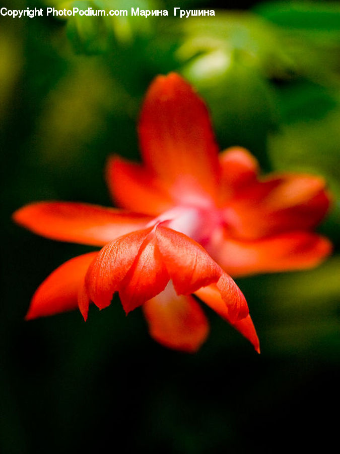 Flora, Flower, Hibiscus, Plant, Poppy, Blossom, Geranium
