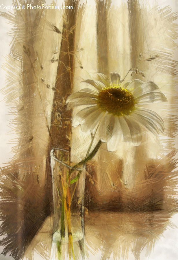 Daisies, Daisy, Flower, Plant, Blossom, Flora, Flower Arrangement