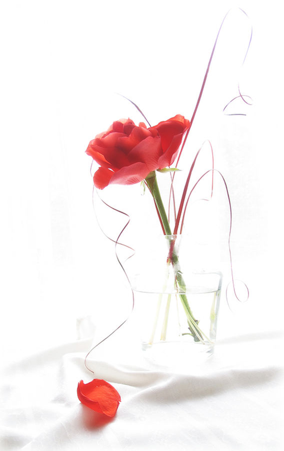 Flower Arrangement, Ikebana, Plant, Potted Plant, Vase, Flower, Flower Bouquet