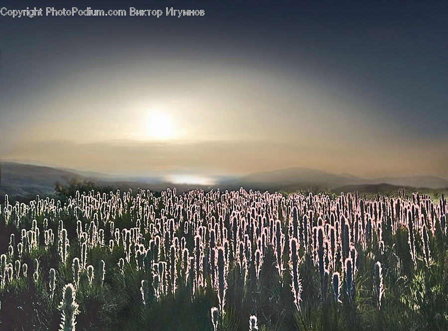 Grass, Plant, Reed, Weed, Field, Grassland, Forest