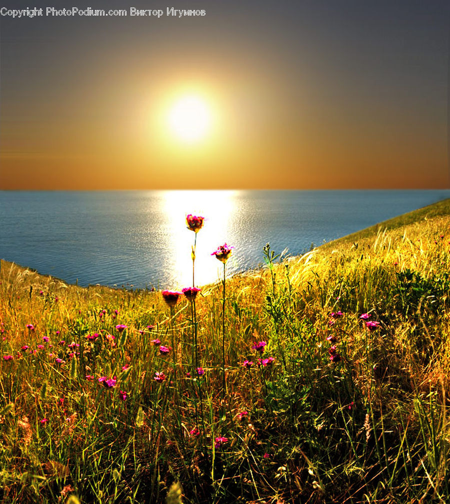 Blossom, Flora, Flower, Plant, Field, Grass, Grassland