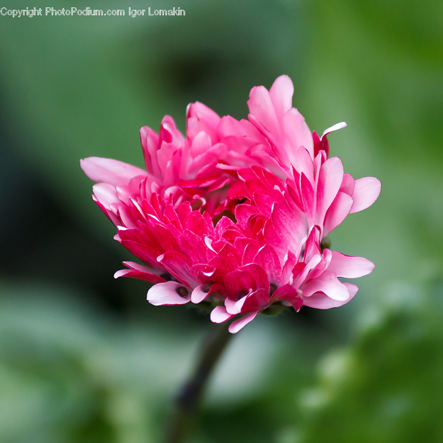 Blossom, Flower, Peony, Plant, Carnation, Flora, Dahlia
