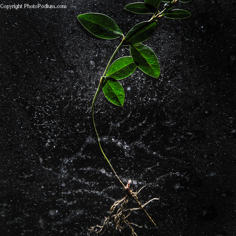 Plant, Sprout, Asphalt, Tarmac, Leaf, Blossom, Flora