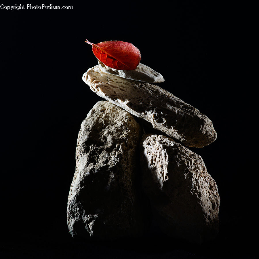 Bee Eater, Bird, Beak, Bishop, Cardinal, Finch, Priest