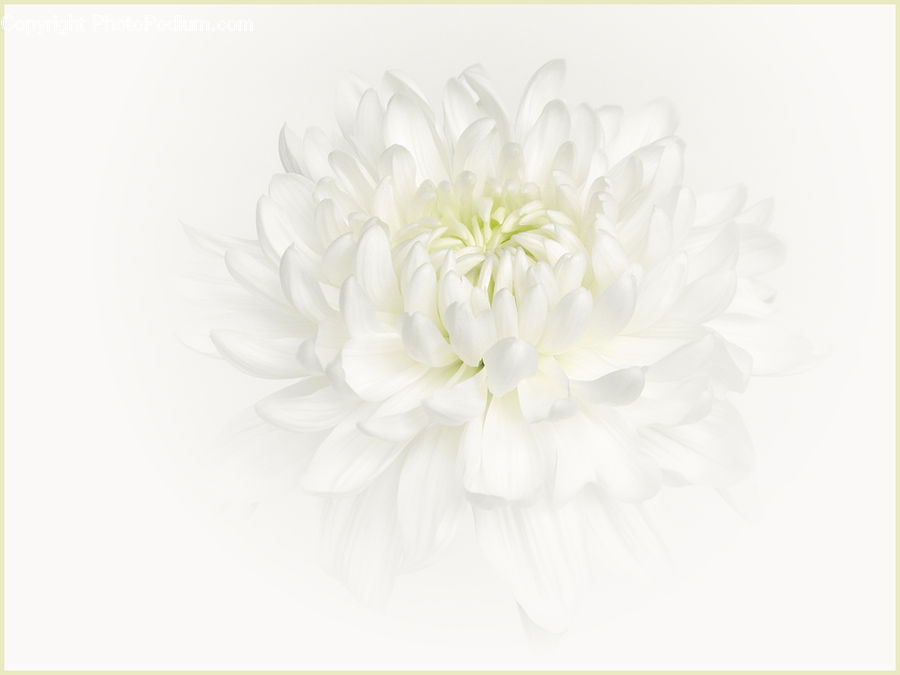 Blossom, Flora, Flower, Plant, Peony, Floral Design, Dahlia