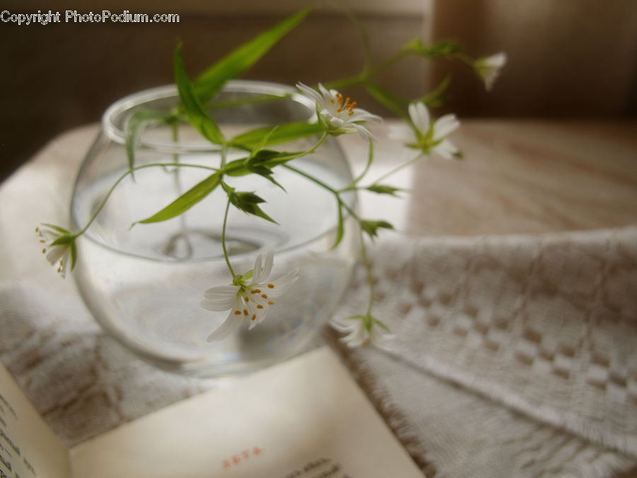 Blossom, Flora, Flower, Geranium, Plant, Floral Design, Flower Arrangement
