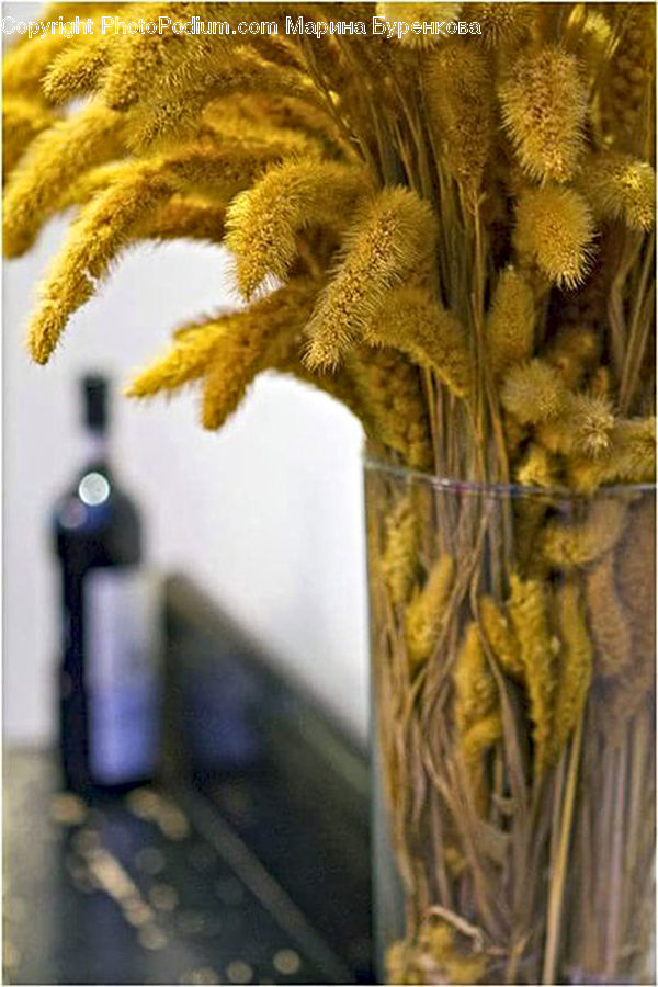 Plant, Potted Plant, Tap, Blossom, Flora, Flower, Conifer