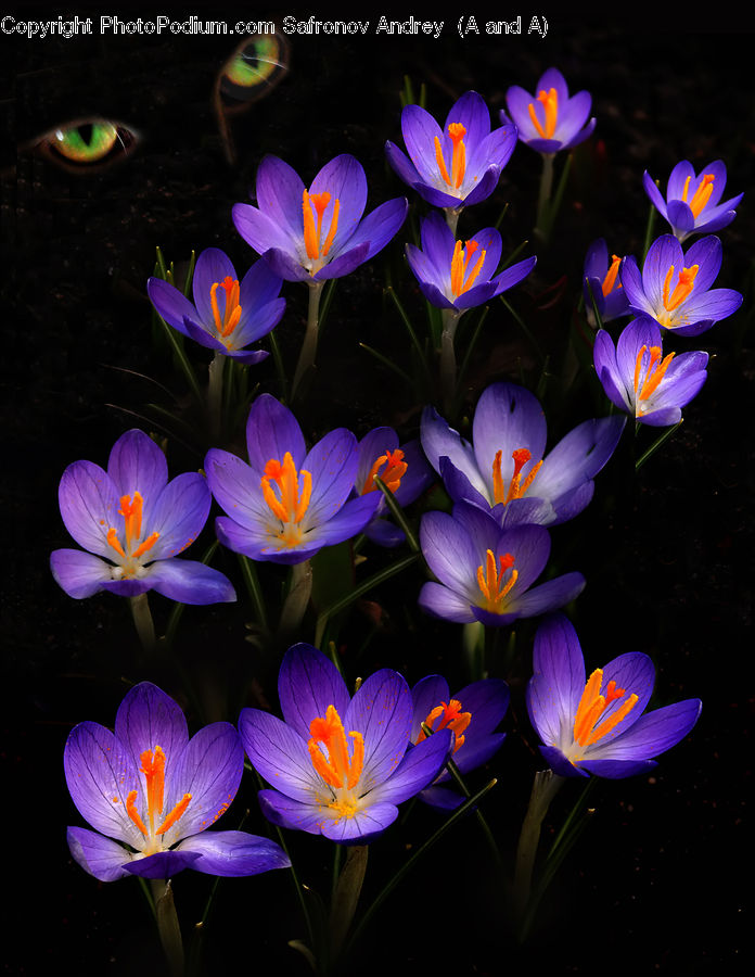 Blossom, Crocus, Flora, Flower, Plant