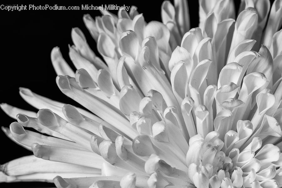 Blossom, Flora, Flower, Plant, Tulip, Petal, Agapanthus