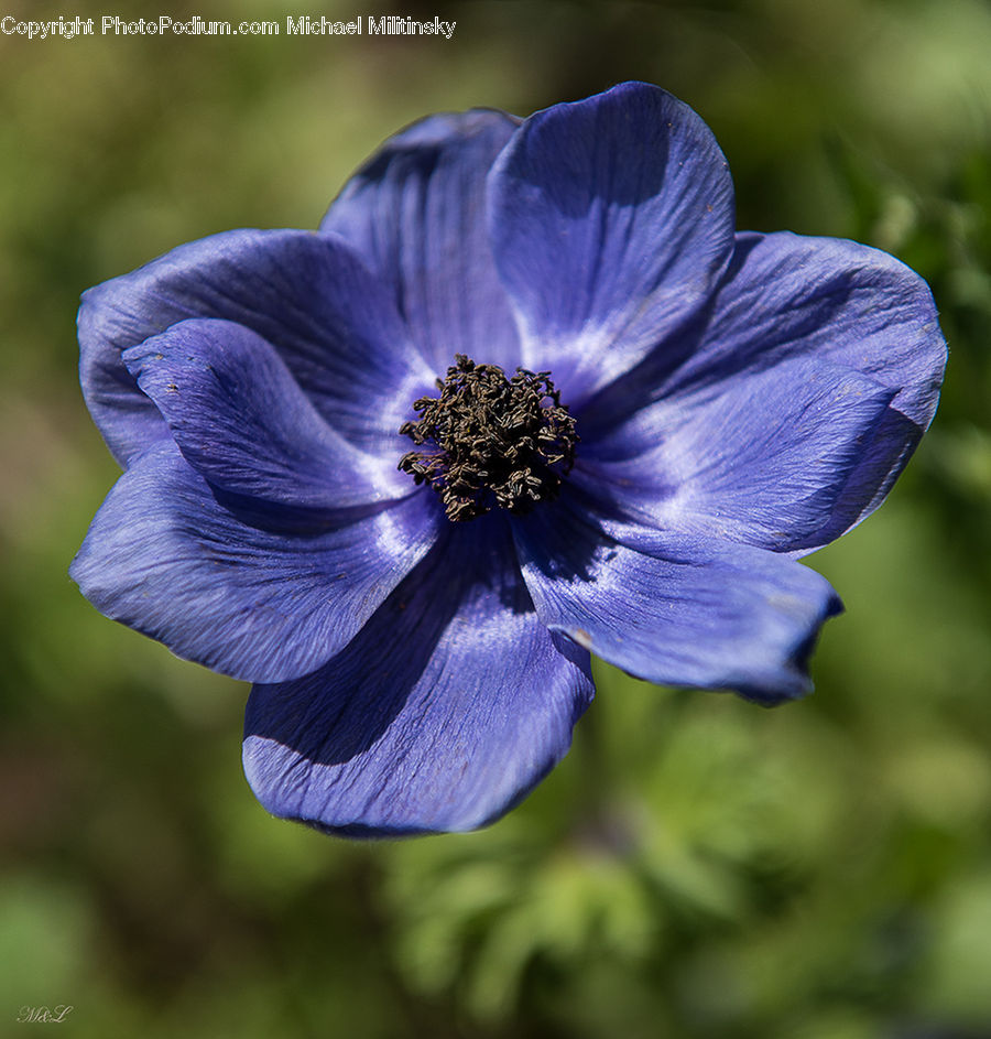 Fiber, Flax, Flora, Flower, Plant, Anemone, Blossom