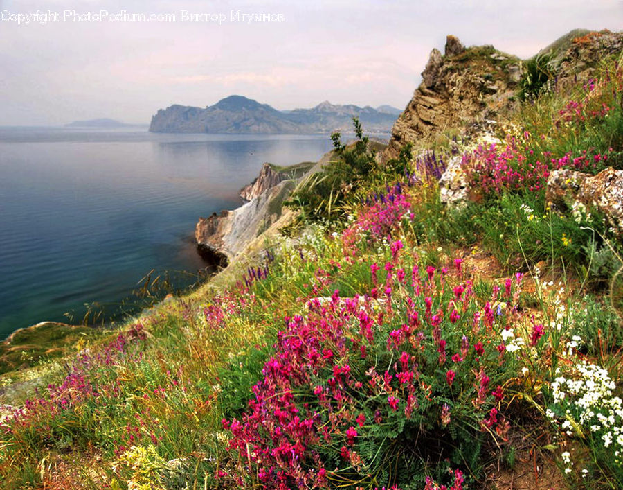 Landscape, Nature, Scenery, Blossom, Flora, Flower, Plant