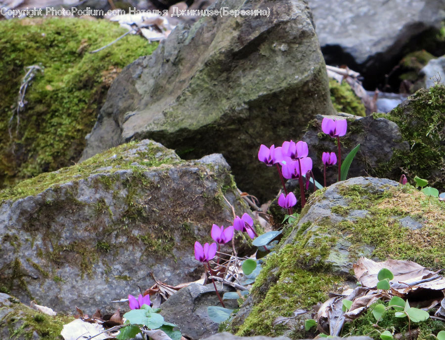 Rock, Cliff, Outdoors, Blossom, Flora, Flower, Plant