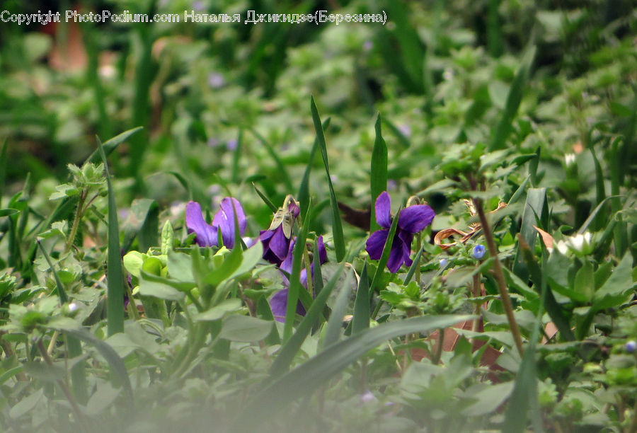 Blossom, Flora, Flower, Plant, Violet, Crocus, Geranium