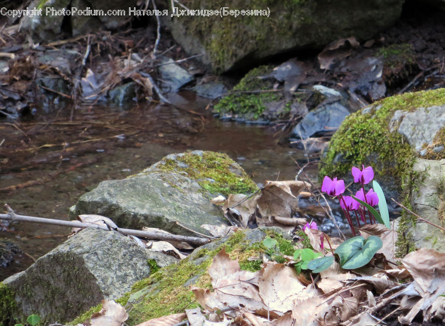 Creek, Outdoors, River, Water, Blossom, Crocus, Flora