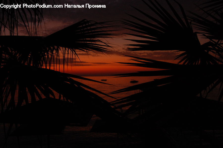 Silhouette, Palm Tree, Plant, Tree, Night, Outdoors, Dawn