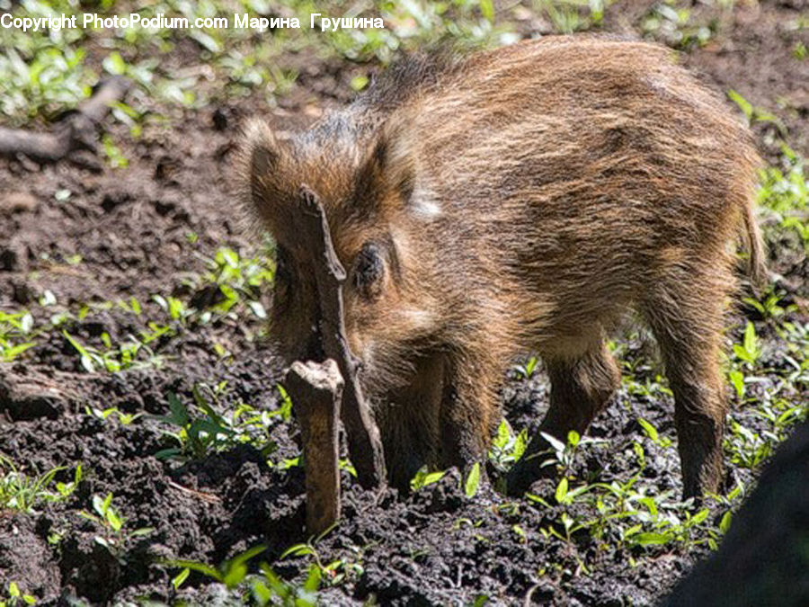 Animal, Boar, Hog, Mammal, Pig, Moss, Plant