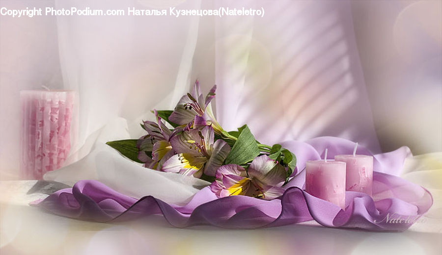 Plant, Potted Plant, Flower, Flower Arrangement, Flower Bouquet, Cup, Blossom